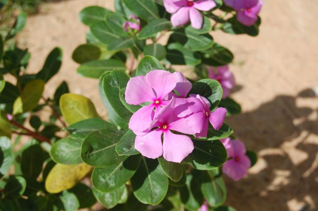 Pousada Janela Da Cor Jijoca de Jericoacoara Luaran gambar